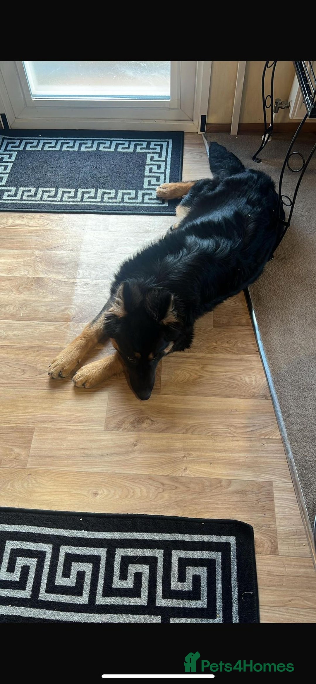 German Shepherd dogs for sale: German shepherd female  - Advert 2