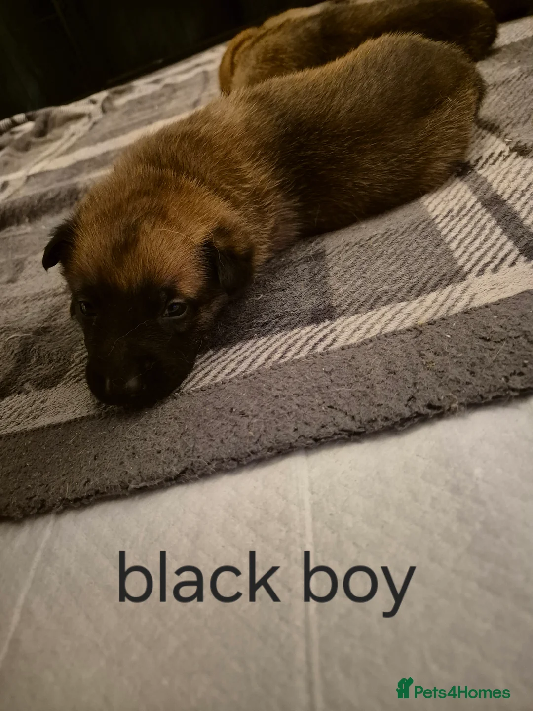 Belgian Shepherd Dog dogs for sale: KC Registered Belgian Malinois - Advert 17