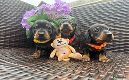 Miniature Dachshund dogs for sale: Reduced*KC, PRA clear mini Dachshund puppies - Image 2