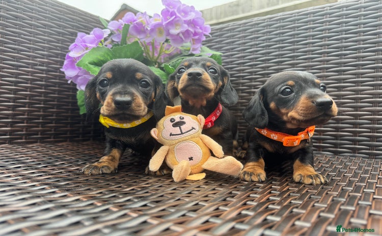 Miniature Dachshund dogs - Advert 13