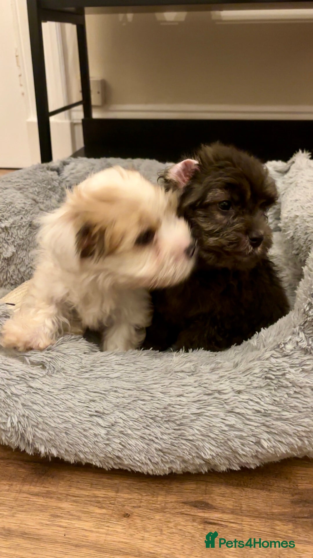 Biewer Terrier dogs for sale: 2 mini Biewer/yorkie female pups - Image 3