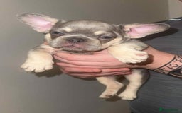 French Bulldog dogs for sale: French Bulldog puppies for sale - Image 12