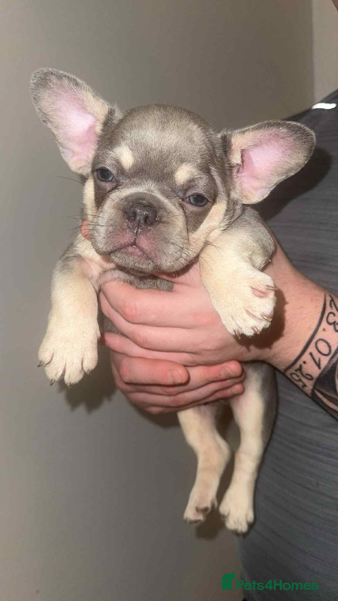 French Bulldog dogs for sale: French Bulldog puppies for sale - Image 12