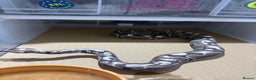 Python Snake reptiles for sale: Ball python group and snake rack setups  - Advert 14