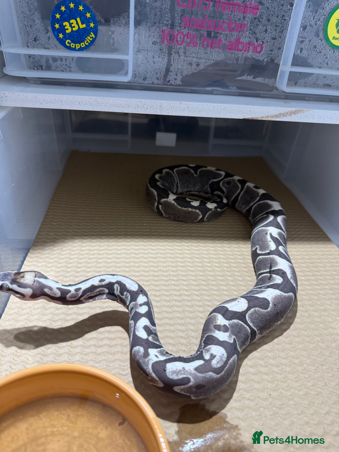 Python Snake reptiles for sale: Ball python group and snake rack setups  - Advert 14
