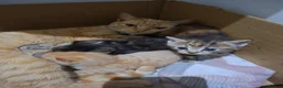 Mixed Breed cats for sale: 3 Kittens - Advert 11