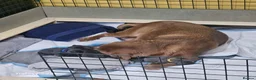 Mixed Breed dogs for sale: 10 beautiful labrador x bully cross pups  in Wigan - Advert 13