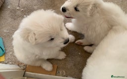 Samoyed dogs for sale: Samoyed puppies  - Image 14