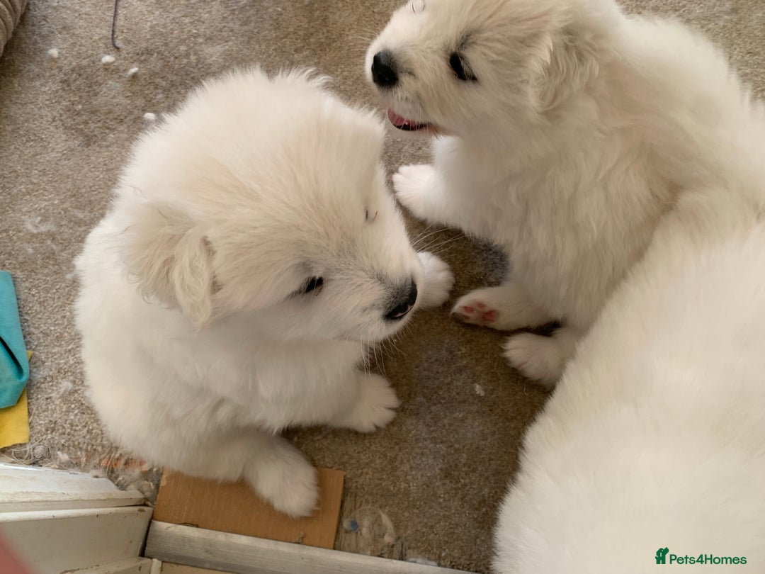 Samoyed dogs for sale: Samoyed puppies  - Image 14