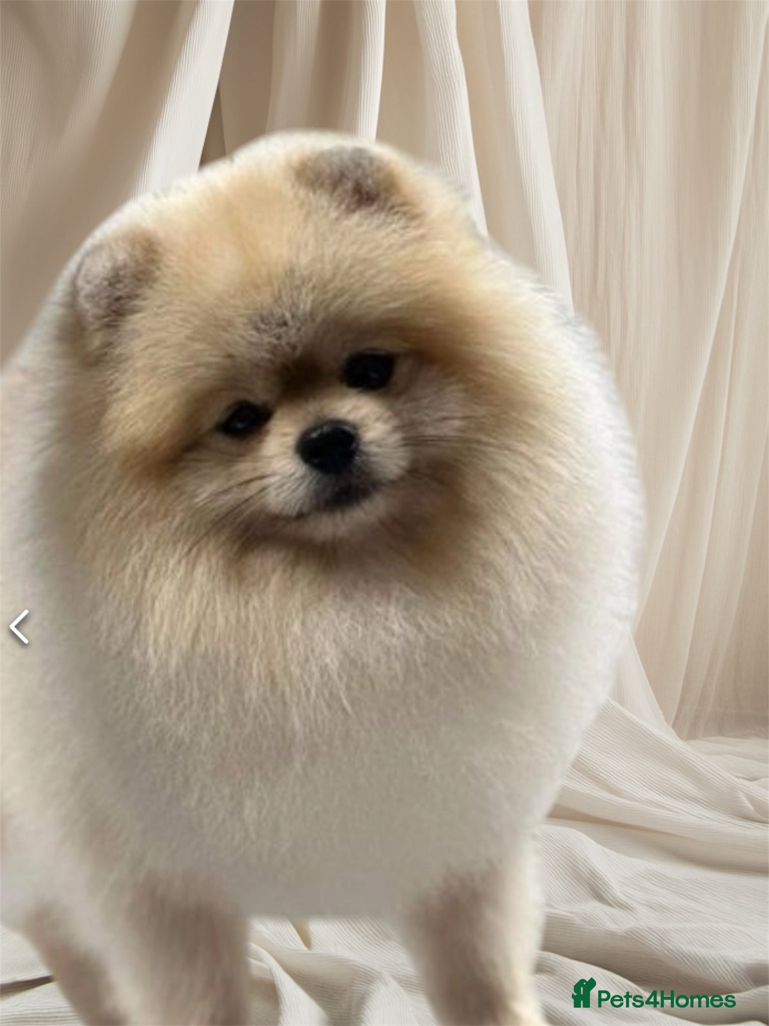 Pomeranian dogs Stunning Cream Sable boy for stud  in Prudhoe - Advert 3