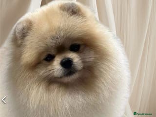 Pomeranian dogs Stunning Cream Sable boy for stud in Prudhoe - Advert 20