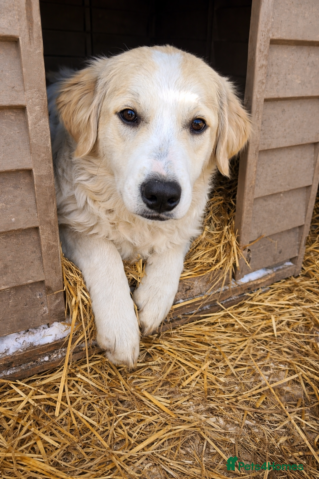 Mixed Breed dogs 🐾 KIRA -  Gentle, Observant & Full of Heart 💛🐶 - Advert 11