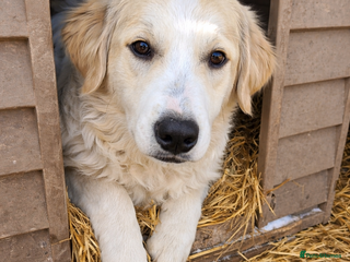 Mixed Breed dogs 🐾 KIRA - Gentle, Observant & Full of Heart 💛🐶 - Advert 14
