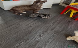 Cockapoo dogs for sale: Outstanding Cockapoos for sale  - Advert 5