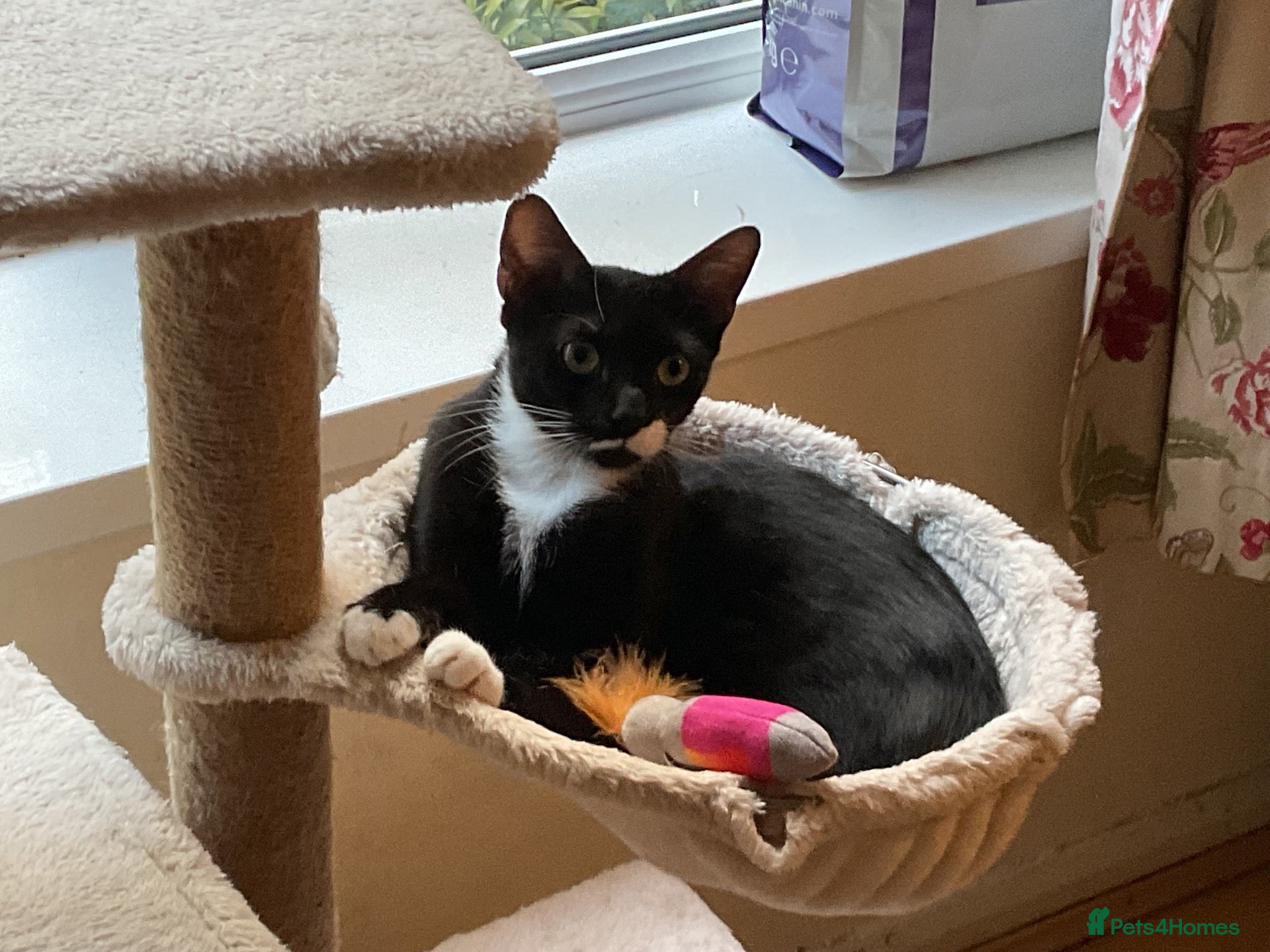 Mixed Breed cats 1 year old female. Neutered - Advert 1