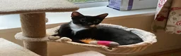 Mixed Breed cats for sale: 1 year old female. Neutered in Atherstone - Advert 1
