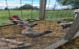 Chickens poultry for sale: Old English Game Bantams - Image 1