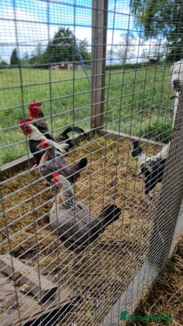 Chickens poultry - Advert 9