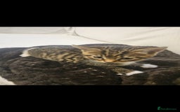 Bengal cats for sale: Bengal Kittens - Image 6
