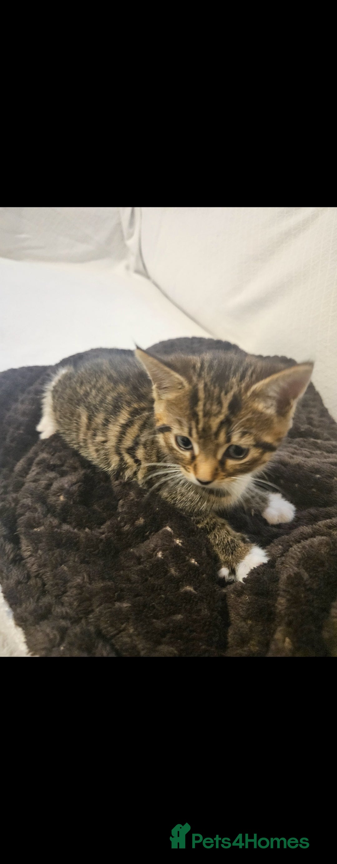 Bengal cats for sale: Bengal Kittens - Image 6