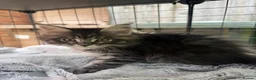 Maine Coon cats for sale: Beautiful Mainecoon kittens ready for loving homes in Rochdale - Advert 11