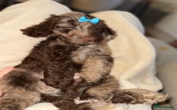 Cockapoo dogs for sale: F1 Merle Cockapoos - Image 6