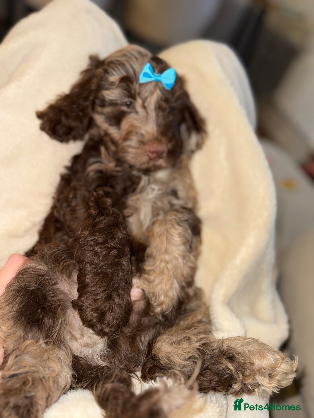 Cockapoo dogs for sale: F1 Merle Cockapoos - Image 6