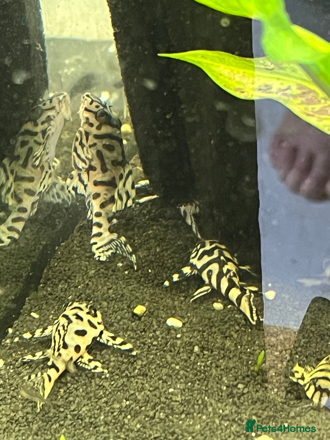 Plecos fish for sale: L236sw Pleco. 1” & 2”-3”  - Image 15