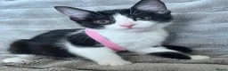 Mixed Breed cats for sale: Lovely kitten for sale in Clydebank - Advert 4