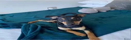 Jack Russell dogs for sale: Lovely male Jack Russell to a good home in Ilford - Advert 1