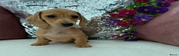 Miniature Dachshund dogs for sale: Minature dachshund ready now - Advert 8