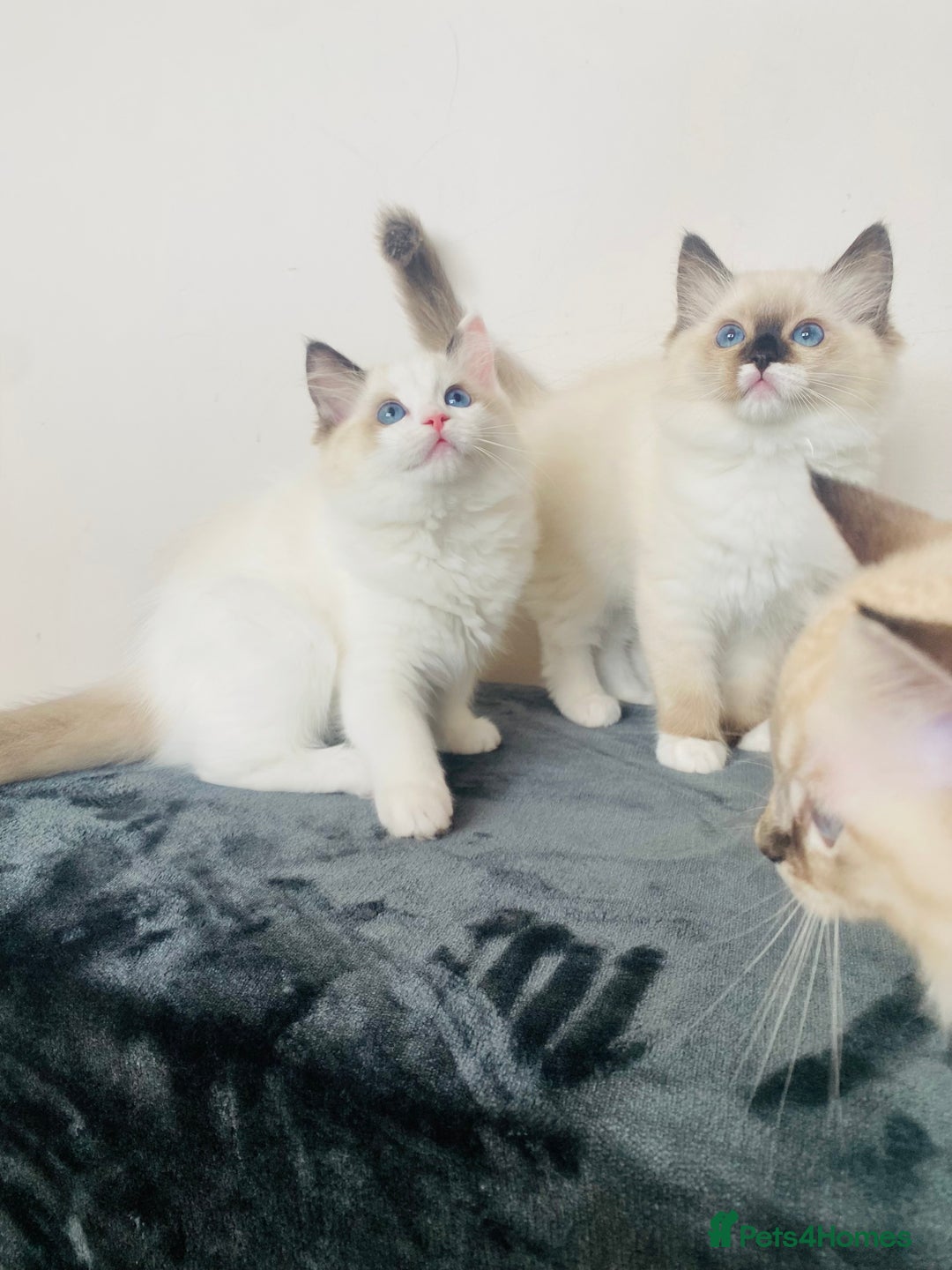 Ragdoll cats for sale: 🐾GCCF Family Reared Ragdoll Kittens🐾 - Image 22