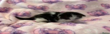 Mixed Breed 3