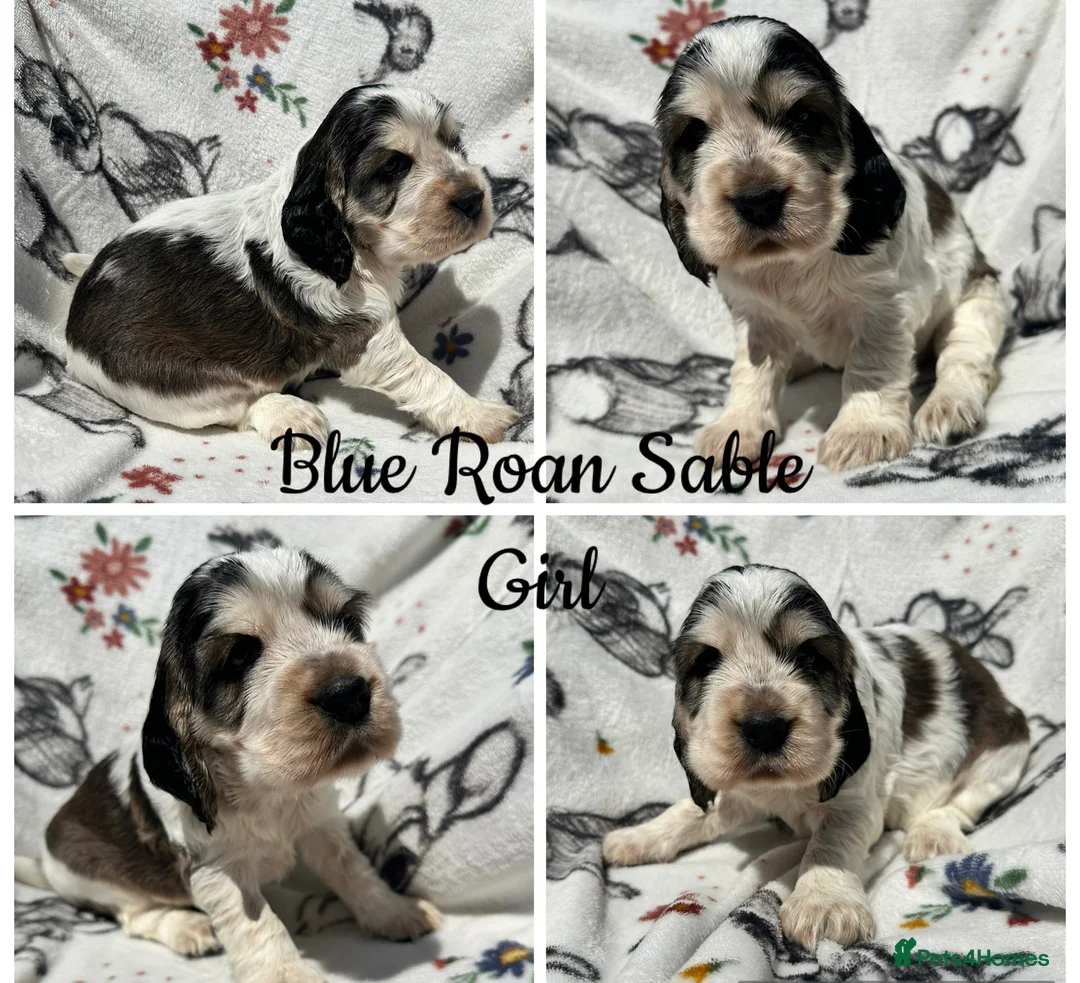 Cocker Spaniel dogs for sale: KC Show Cocker Spaniels - Advert 1