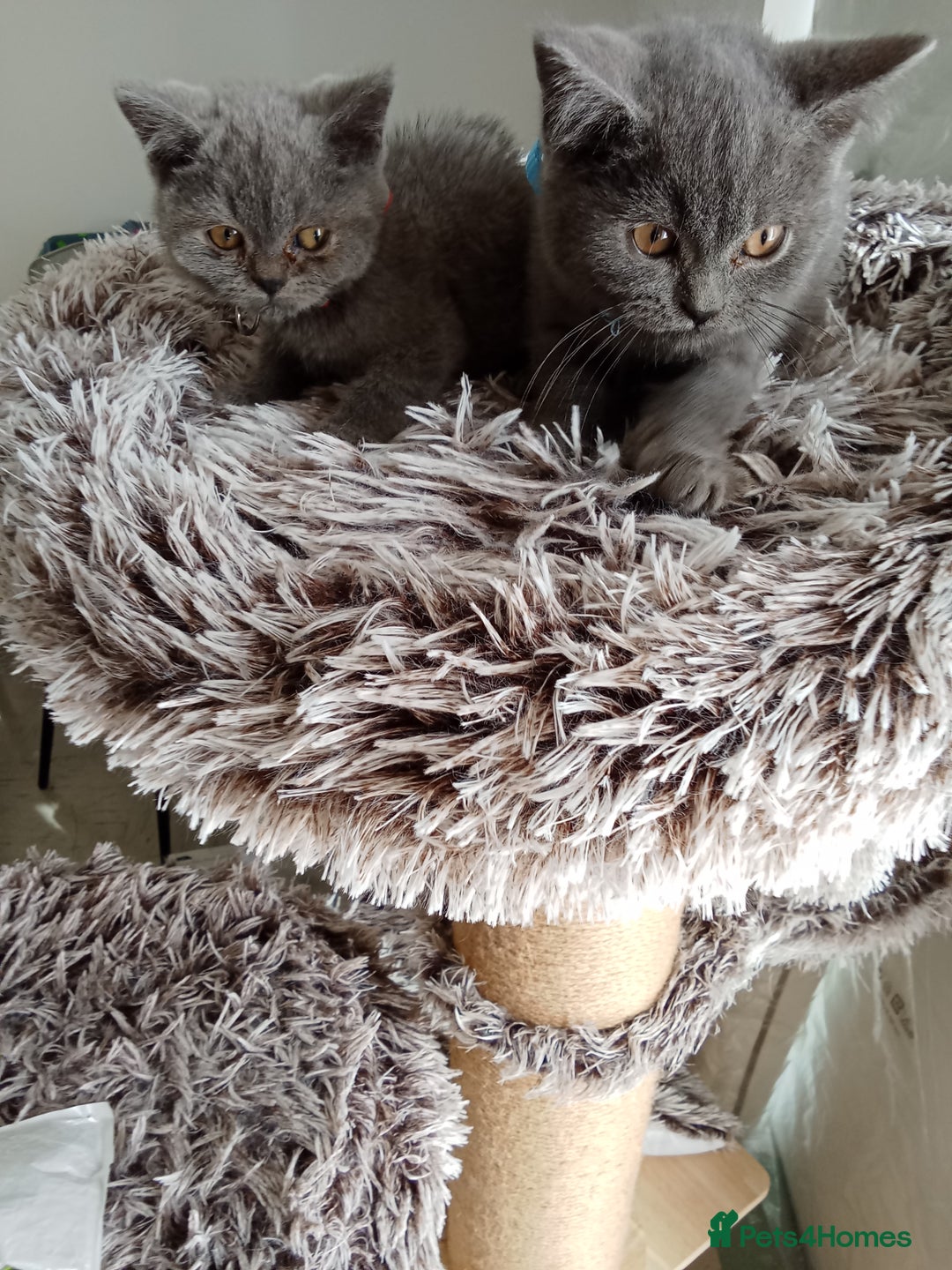 Brazilian Shorthair cats for sale: Beautiful blues Bristh short hair - Image 28