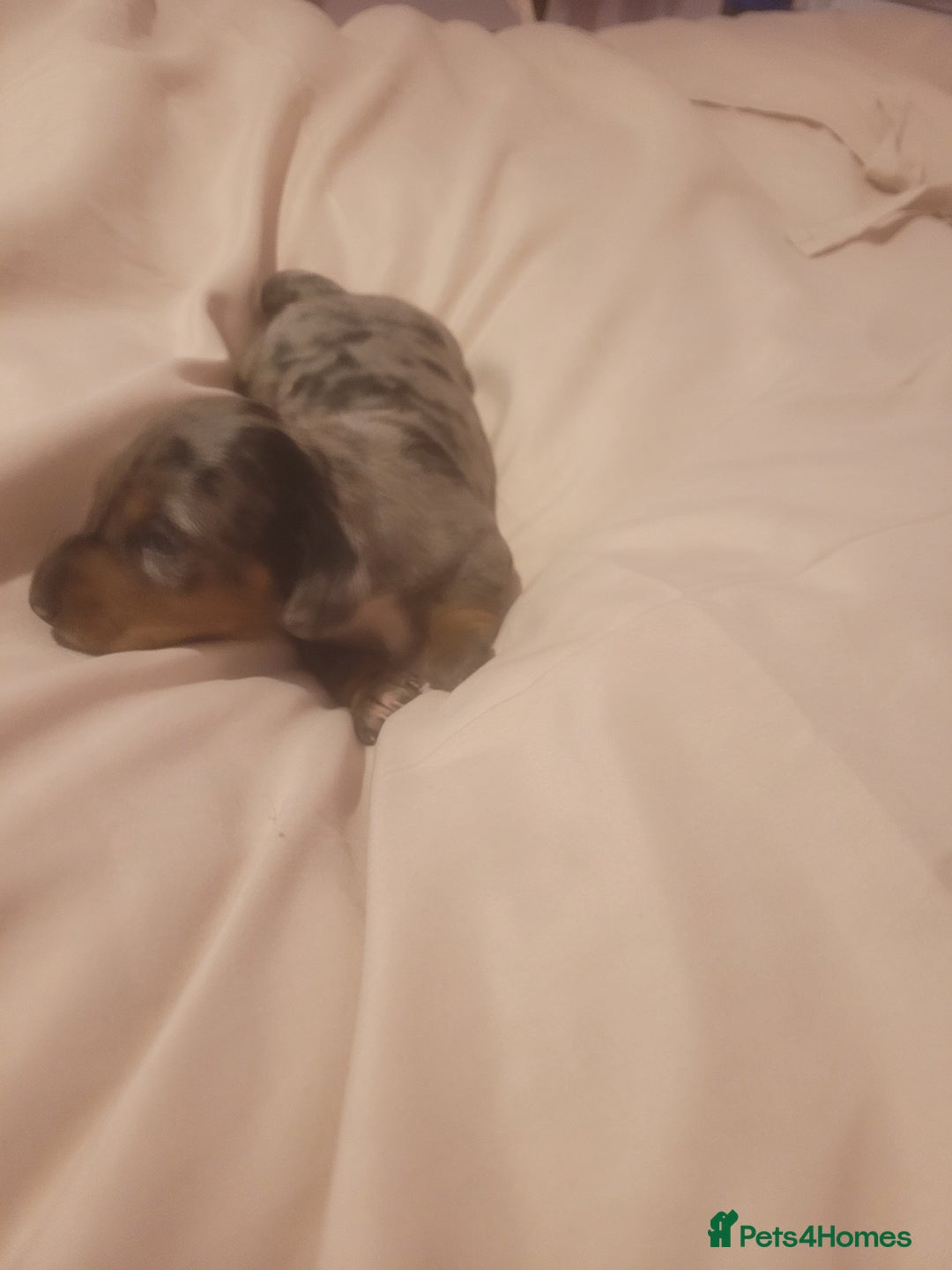 Miniature Dachshund dogs for sale: Miniature dachshund  - Advert 9