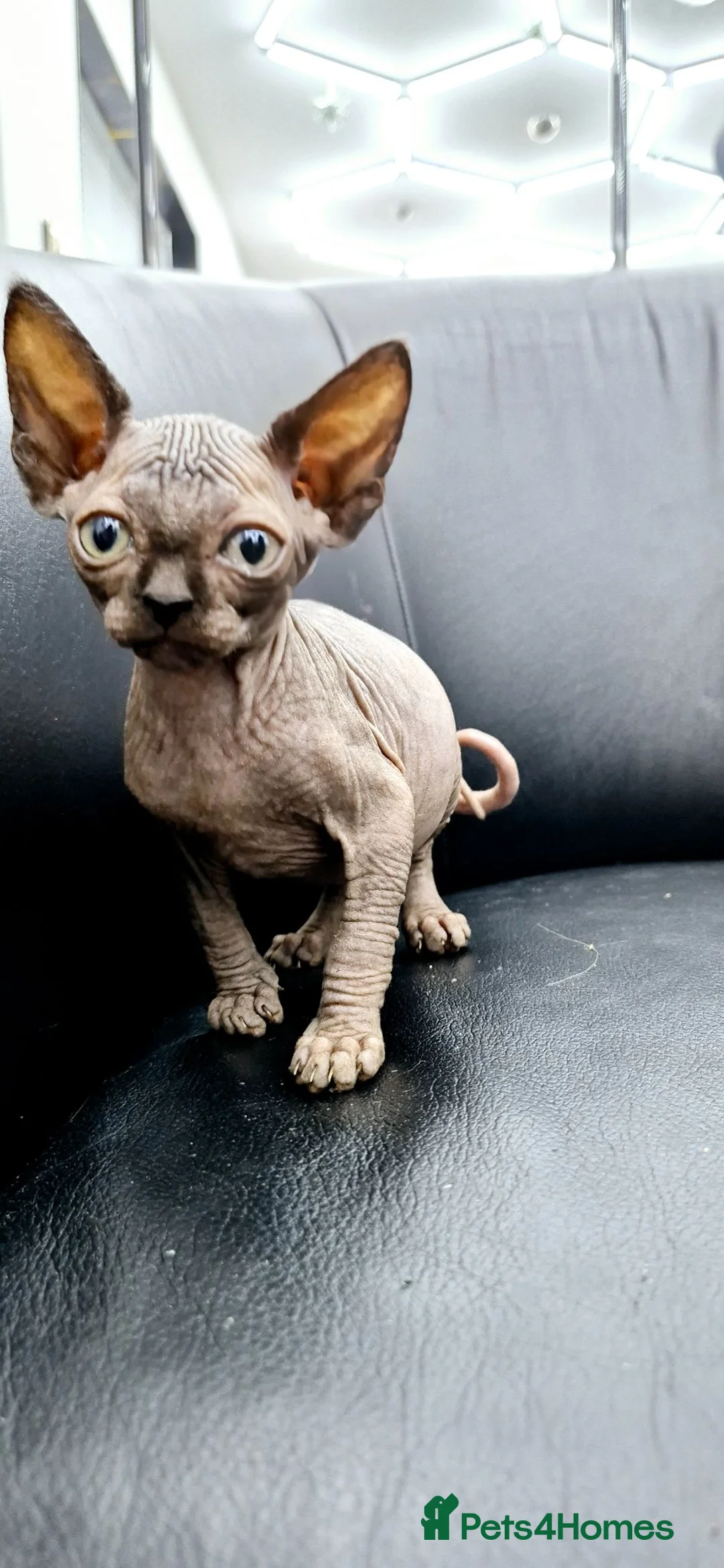 Sphynx cats for sale: Black sphynx - Advert 1
