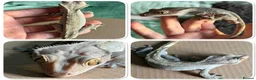 Gecko reptiles for sale: 3 Geckos For Sale (1, Gargoyle Gecko, 2 Crested) - Advert 7