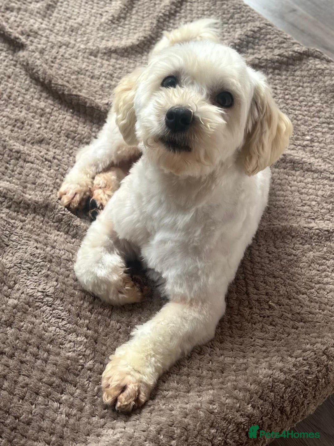 Maltipoo dogs for sale: 3yr old Maltipoo male. Loving, friendly nature.  - Image 11