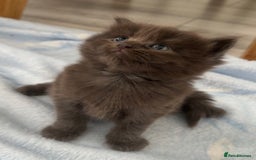 Mixed Breed cats for sale: Kittens  - Image 22