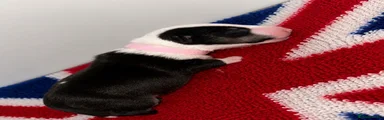 English Bull Terrier 7