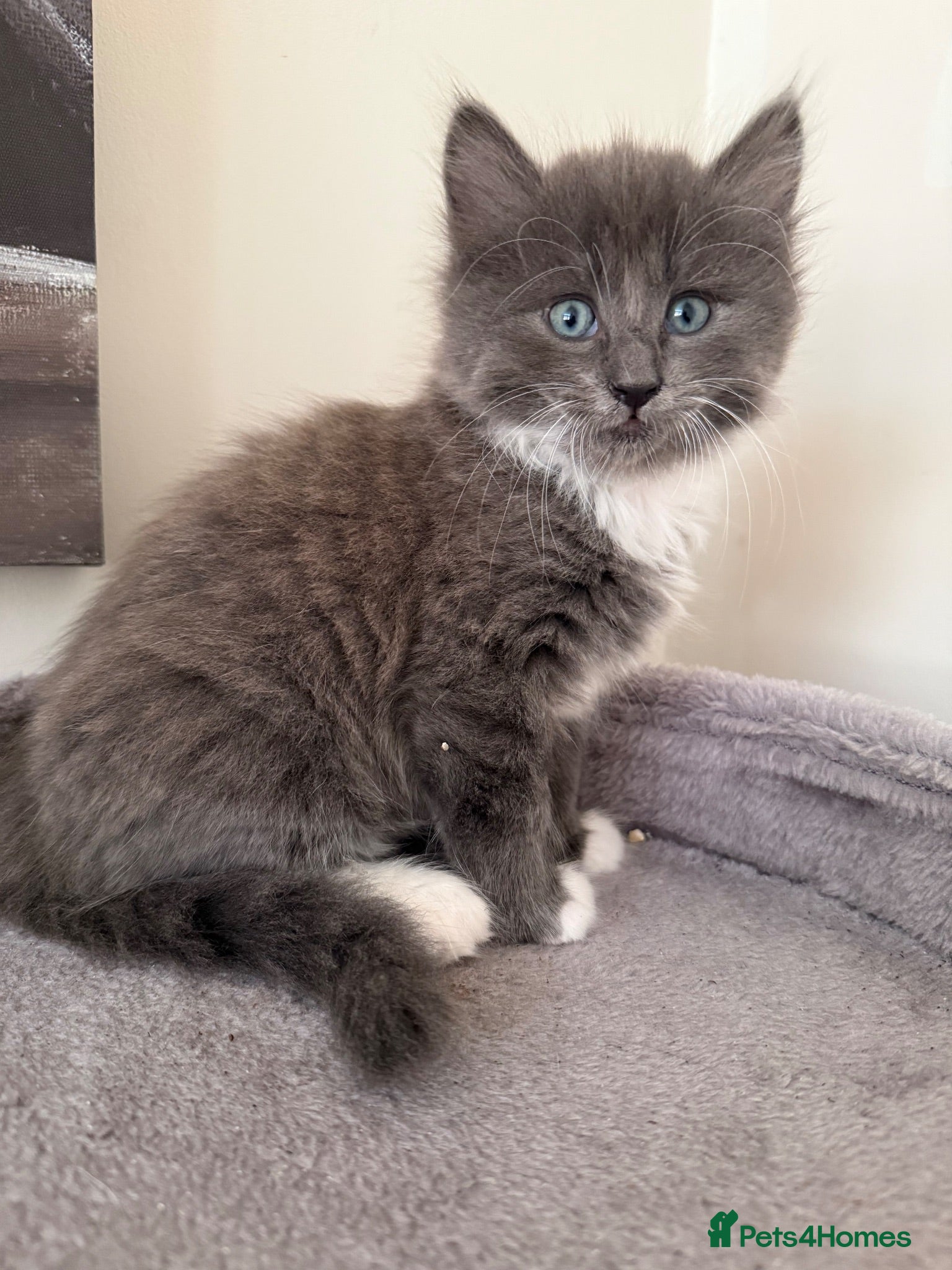 Mixed Breed cats Girl kitten - Advert 1