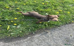 Mixed Breed dogs for sale: Chocolate lakeland Patterdale bitch  - Image 3