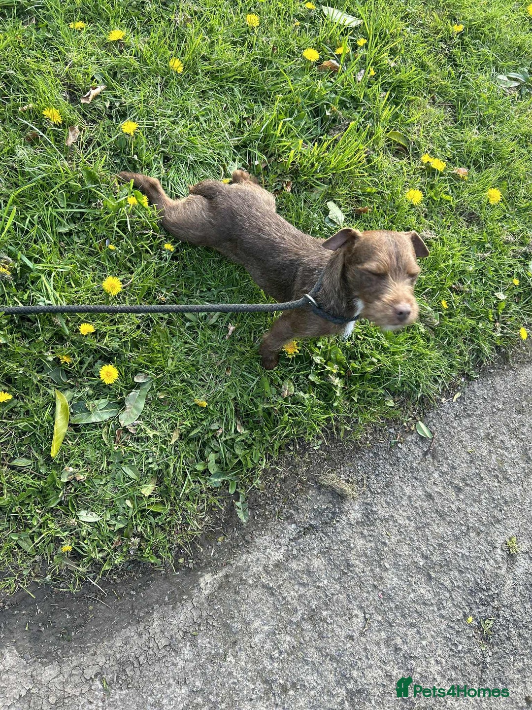 Mixed Breed dogs for sale: Chocolate lakeland Patterdale bitch  - Image 3