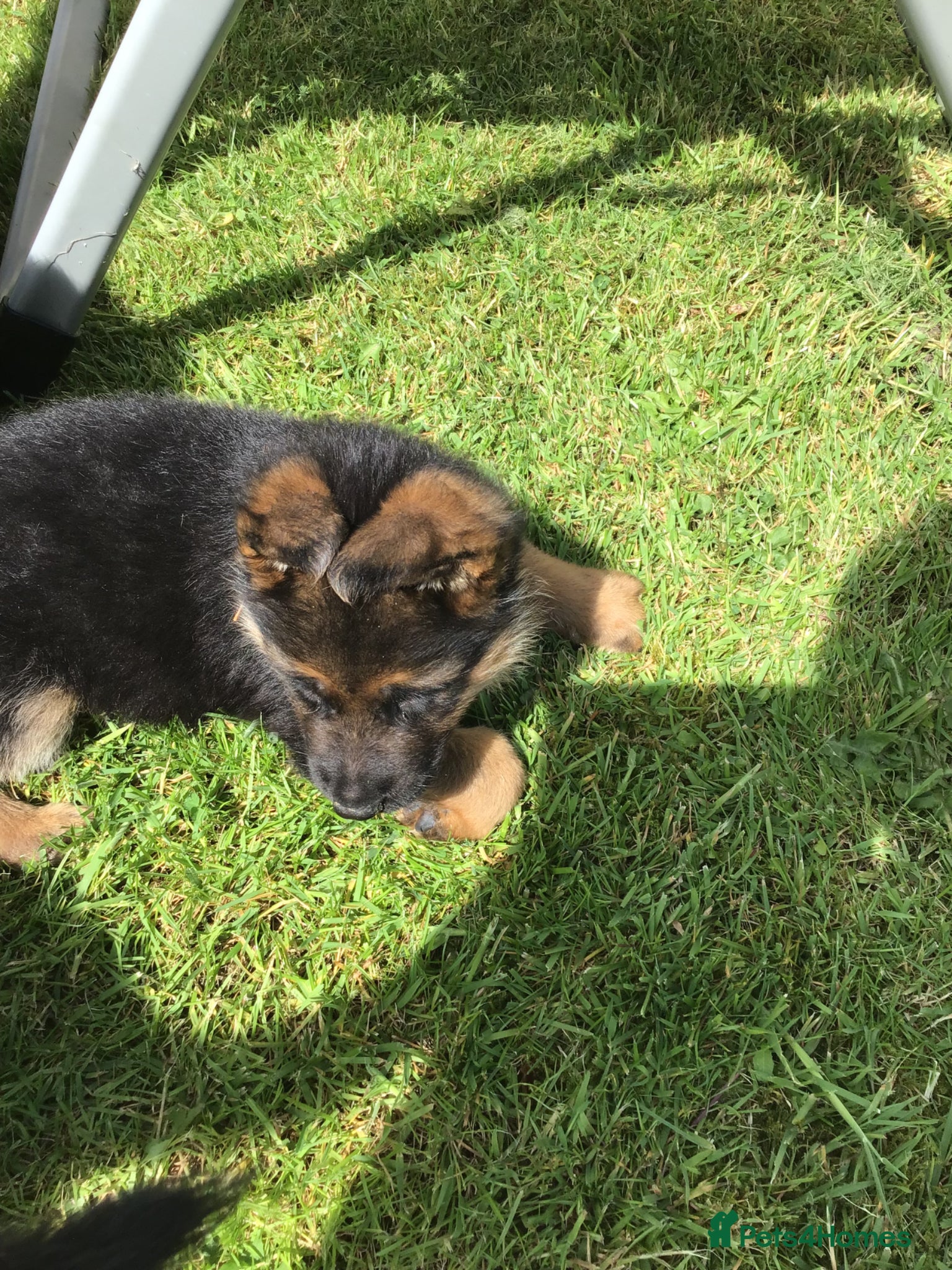 German Shepherd dogs GERMAN SHEPARD PUPS  - Advert 2
