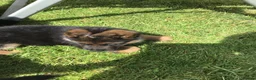 German Shepherd dogs for sale: GERMAN SHEPARD BITCH PUP - Advert 2