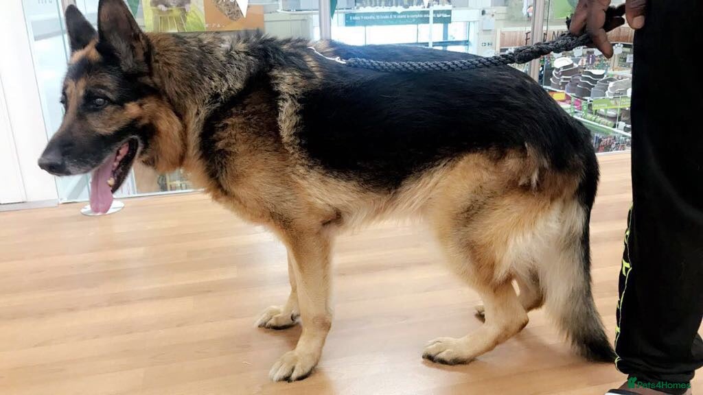 German Shepherd dogs German Shepherd  - Advert 1