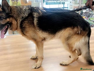 German Shepherd dogs German Shepherd - Advert 1