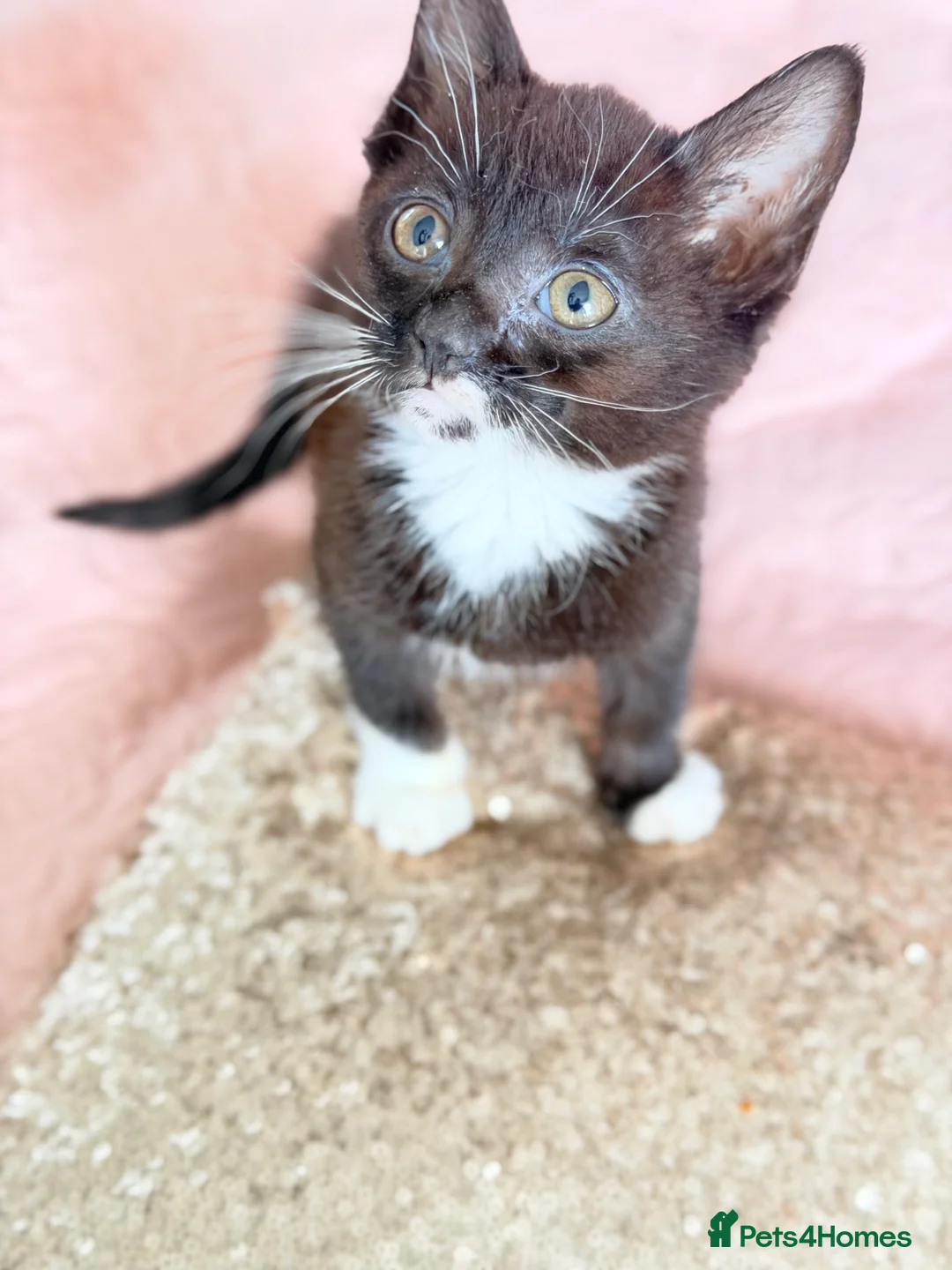 British Shorthair cats for sale: Purr-fect  **  Kittens Ready for new home - Advert 38