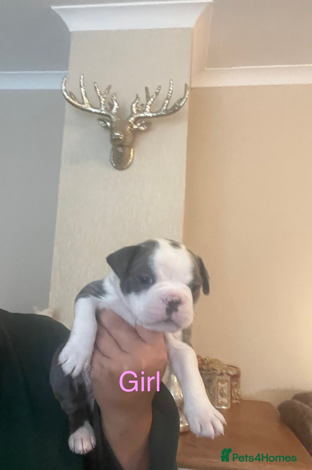 Boston Terrier dogs for sale: Stunning Bostons *1 BEAUTIFUL BOY REMAINING* - Advert 23